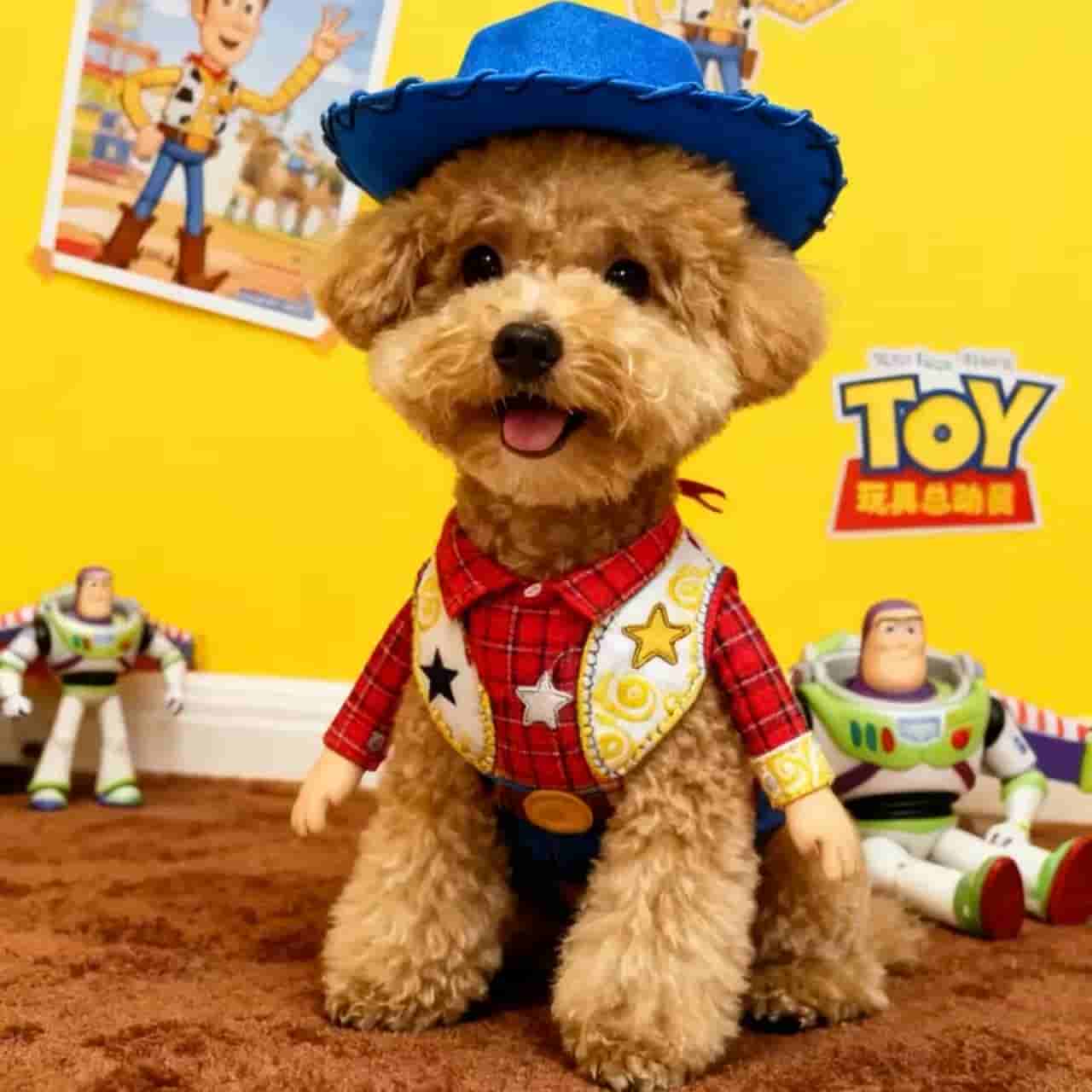 【参赛测试】可爱宠物领养，疫苗齐全，快来带回家吧~