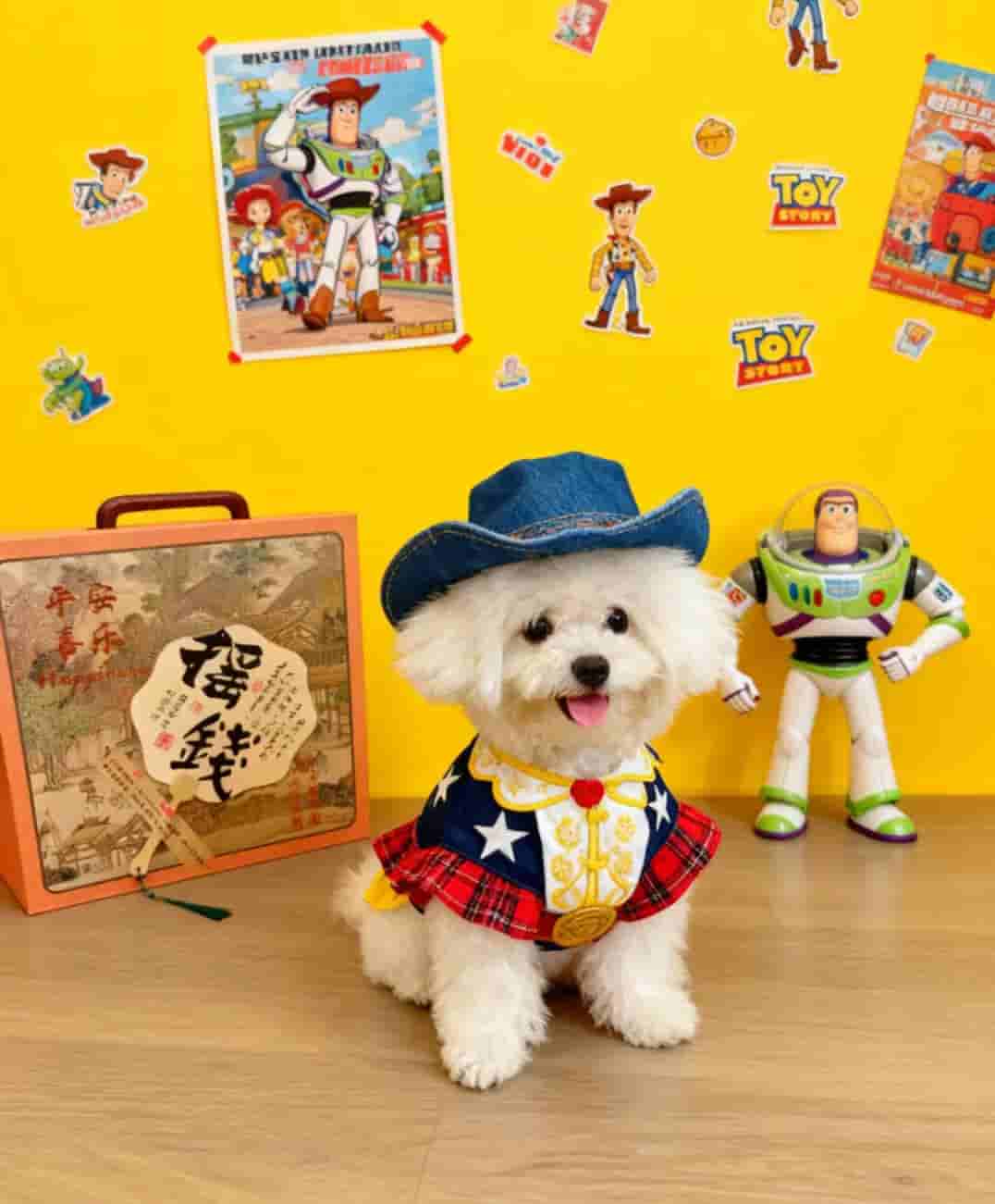 【参赛测试】可爱宠物领养，疫苗齐全，快来带回家吧~